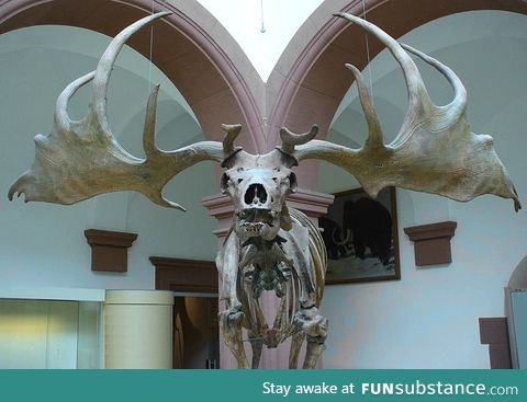 Prehistoric irish elk