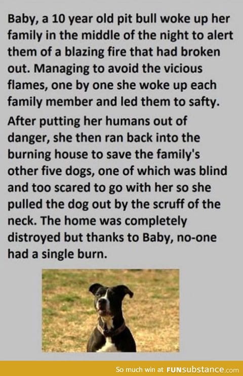 This dog has a warmer heart than most people