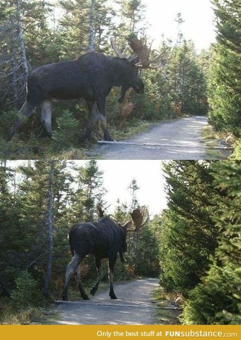 People don't realize just how huge moose can get