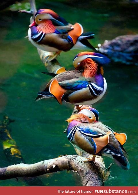Majestic mandarin ducks