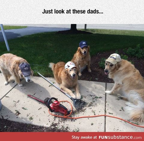 Dad dogs