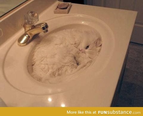 More proof that cats are liquid