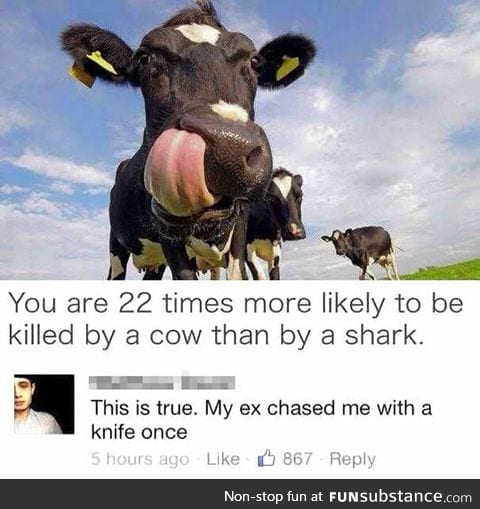 Beware of cows