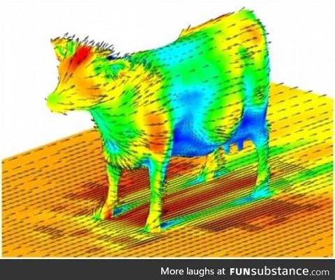 Aerodynamics of a cow...Just in case you wondered