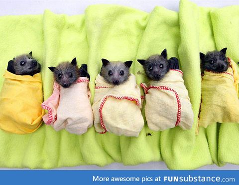 Who Says Bats Can't Be Cute?
