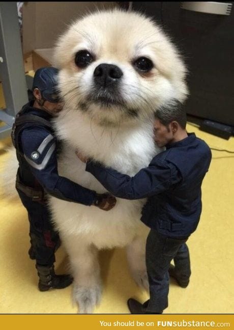 World's biggest and cutest dog