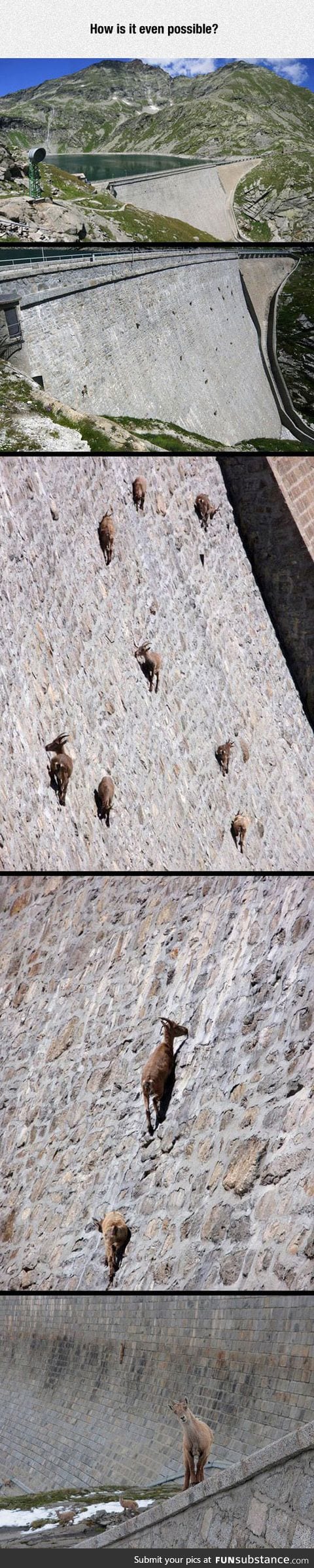 Goats defying gravity like a boss