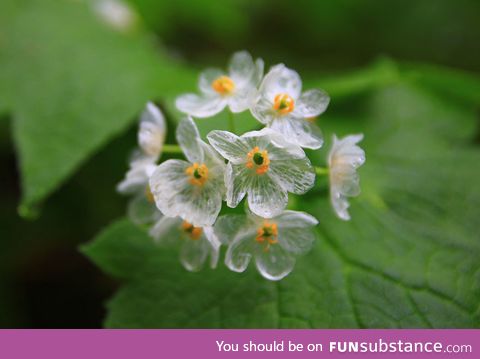 “skeleton flowers” become transparent when it rains