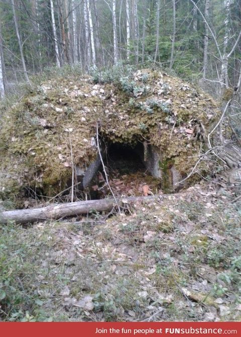 Came across this weird hole in the middle of the forest, should I go in?