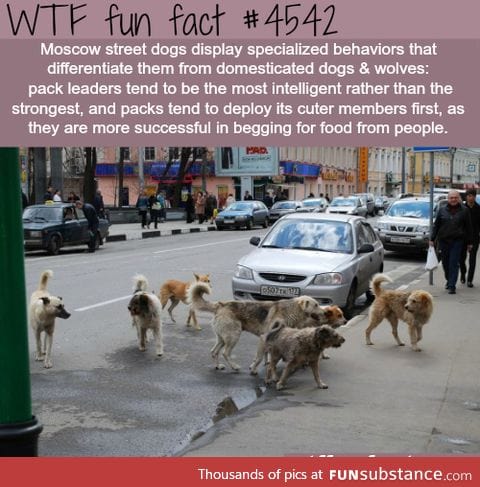 clever Moscow dogs:)