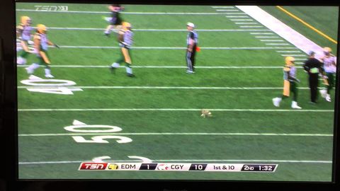 Jack rabbit runs onto field during CFL game. Celebrates in end zone
