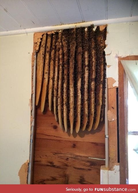 Found a beehive while renovating an old house
