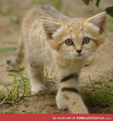 A adorable sand cat