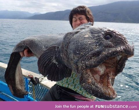 Fish caught in northern Japan