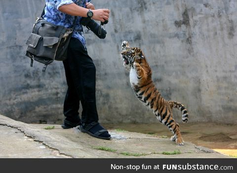 Baby tiger doesn’t like to have his picture taken