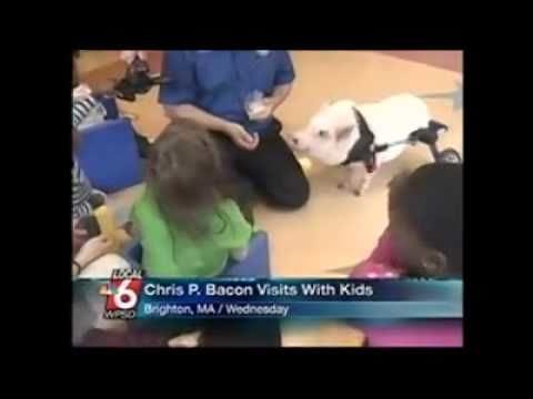 News anchor laughs at the name of a pig