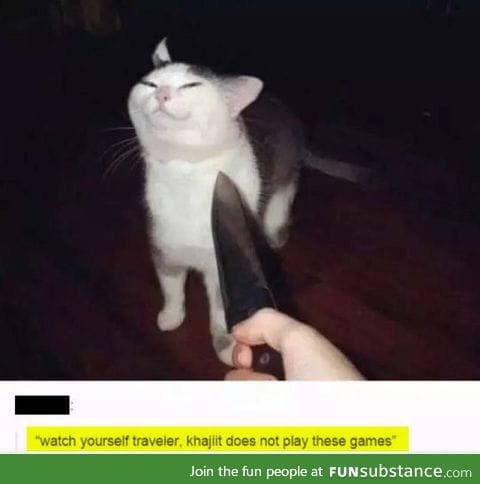 I Wouldn't Mess With This Cat