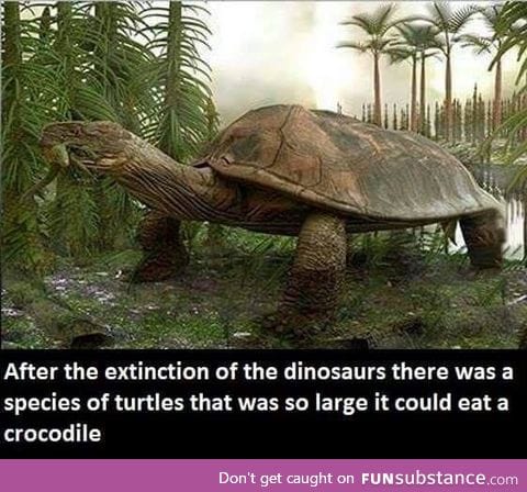 Correct me if I'm wrong but that's a tortoise