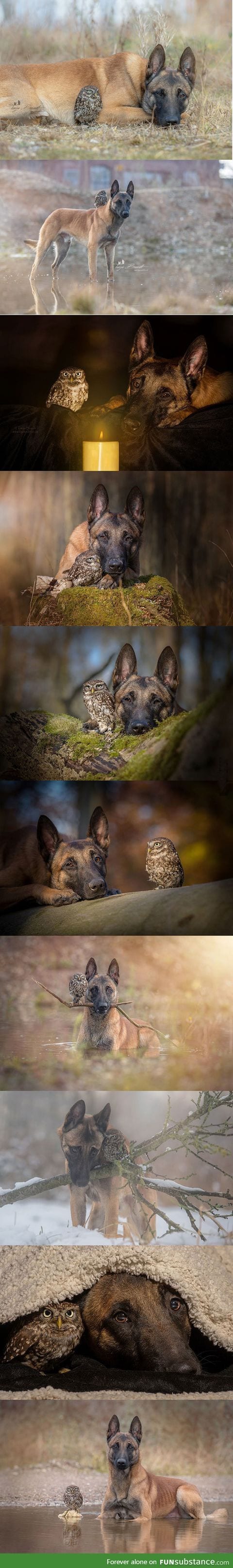 Best friends owl and dog