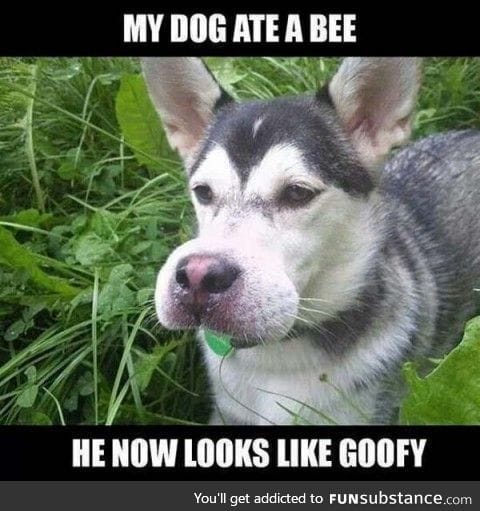 He ate a bee
