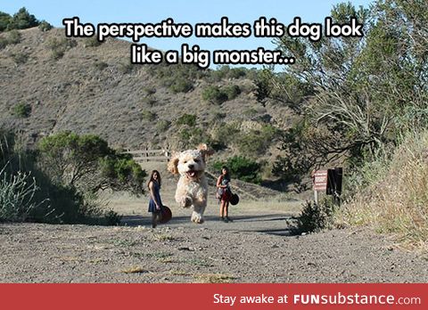 Big monster dog