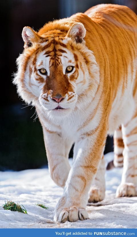A beautiful golden tiger