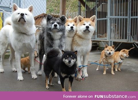 Doge squad. Such squad. Much wow
