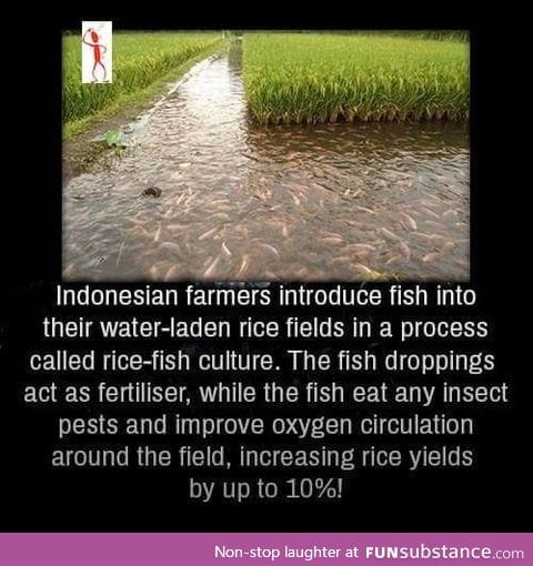 Indonesian farmers use fishes for their crops