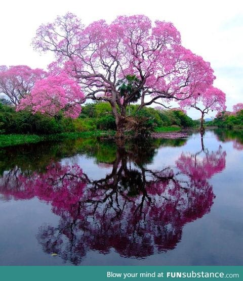 A piúva tree in bloom, Brazil