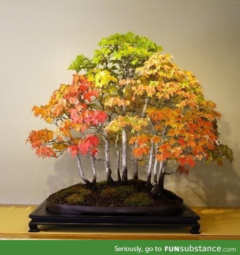 Bonsai Grove in Autumn