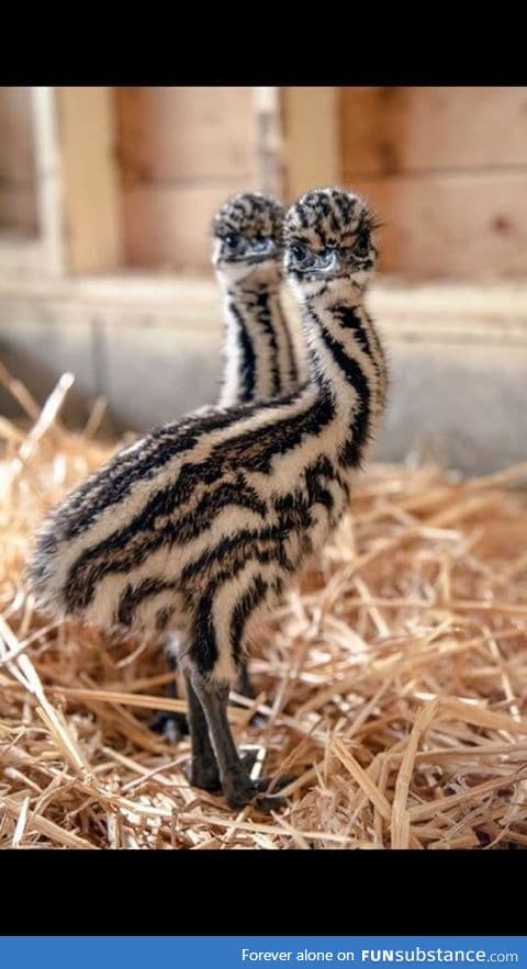 This is what 5 day old Emus look like