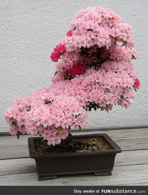 Bonsai cherry tree