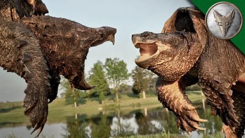 Alligator Snapping Turtle vs Common Snapping Turtle