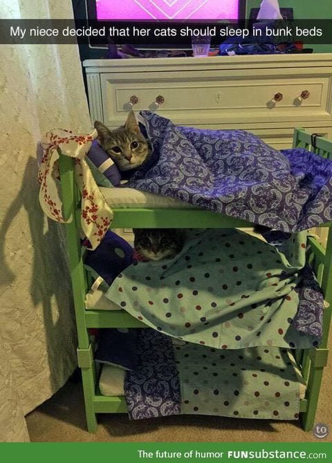 Bunk bed cats
