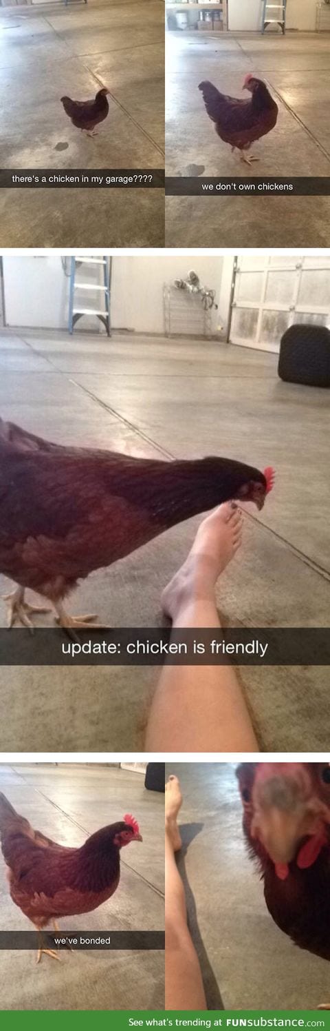 Chicken :D