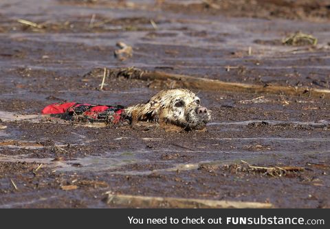 A rescue dog searches for victims of a flash flood in Hildale, Utah