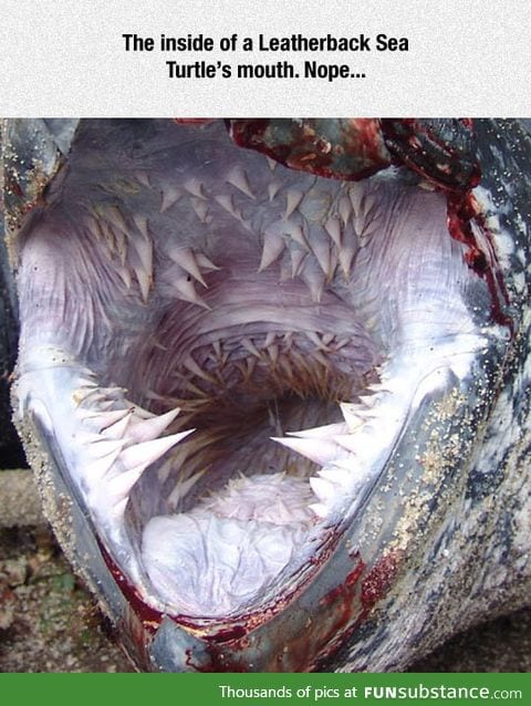 The scary mouth of a leatherback sea turtle