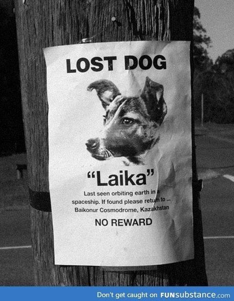 Lost dog, no reward