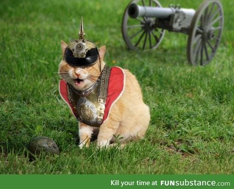 Googled "Prussian cat" was not disappointed