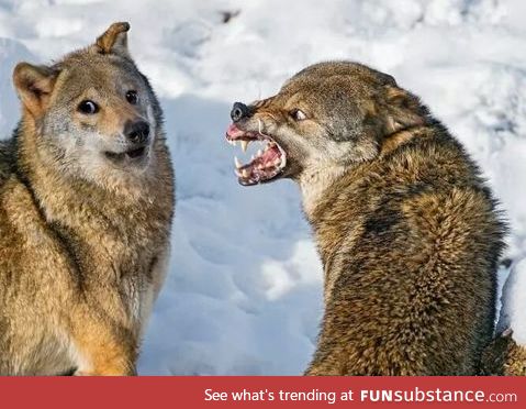 Wolf doge doesn't like being yelled at