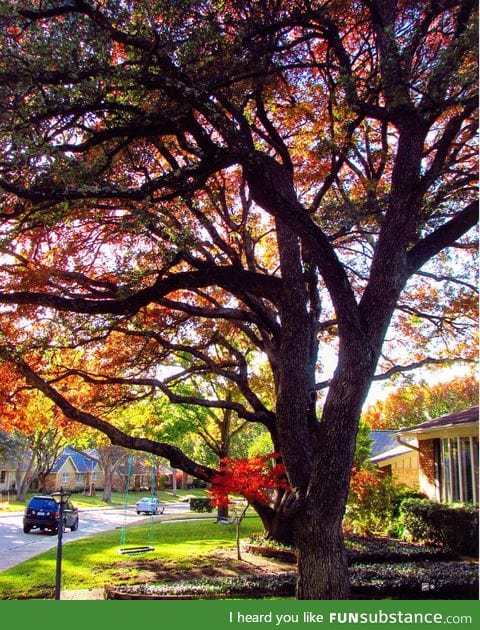 It's officially autumn!! 37 days till Halloween ( ͡° ͜ʖ ͡°)