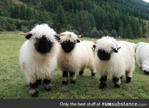 They are so fluffy