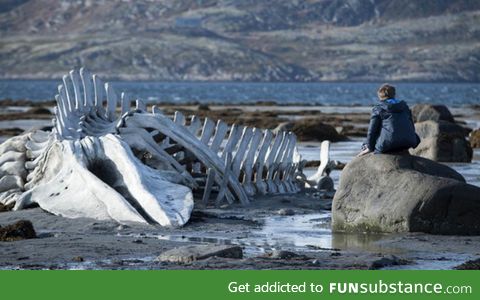 The skeleton of a beached whale