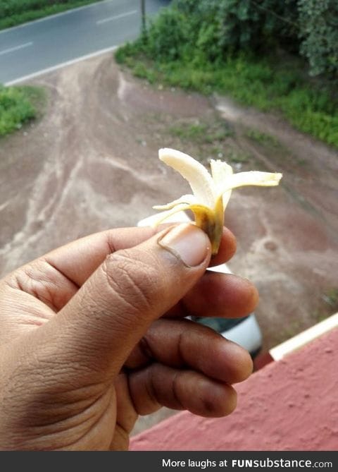 My friend from Goa, sent me this. Banana for scale