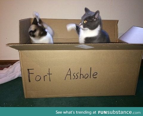 Cats in a box