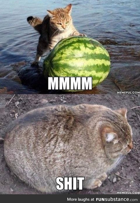 Melon cat