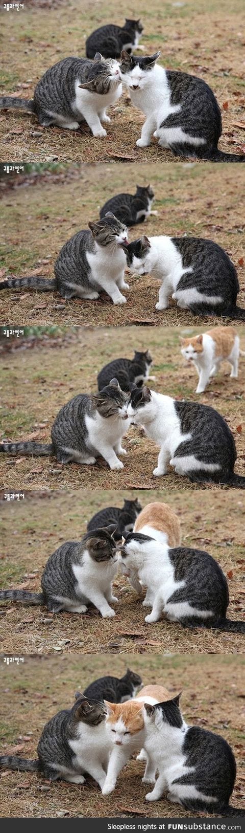 This jealous cat