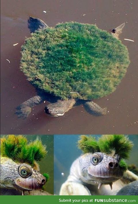 Mary river turtle