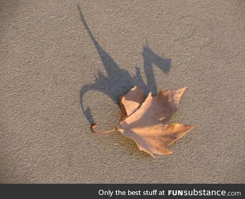 The shadow of this leaf looks like a dragon