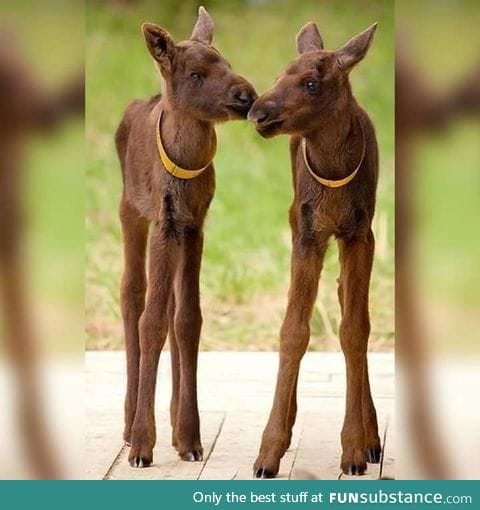 In case you didn't know, this is what moose babies look like